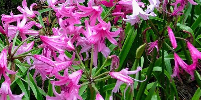 L'amarine : la beauté des nérides hybrides à découvrir