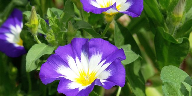 Belle de jour (Convolvulus tricolor) : la fleur qui ne fleurit que durant la journée