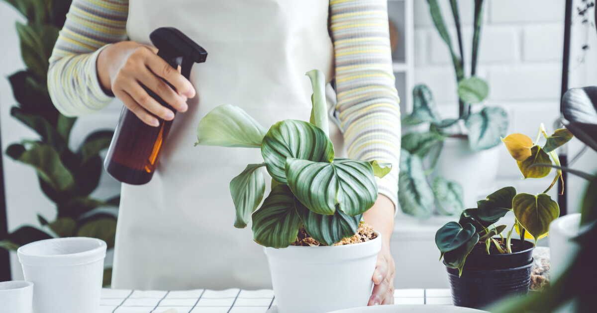 Le guide ultime pour arroser vos plantes au bon moment