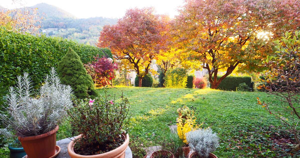 Les plantes parfumées qui subliment votre jardin cet automne