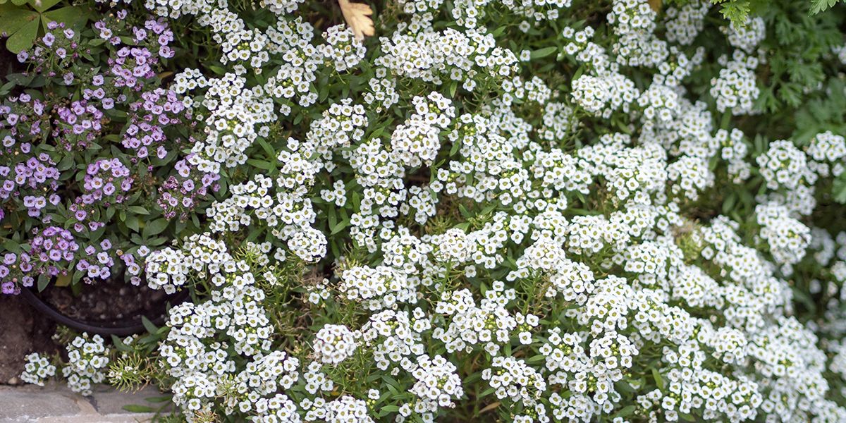 découvrez les 20 fleurs les plus parfumées pour embellir votre jardin