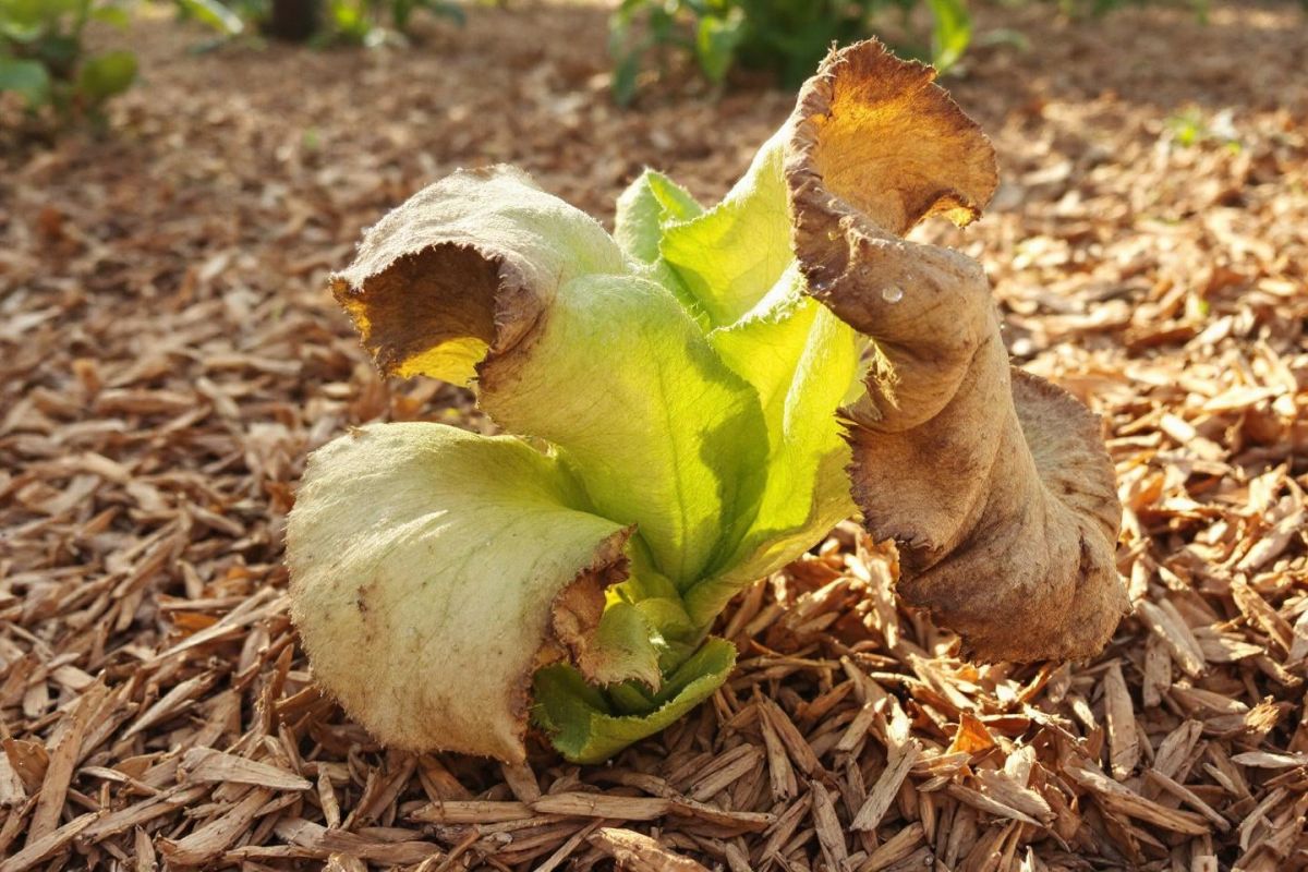 Des solutions astucieuses pour un jardin verdoyant même en période de sécheresse