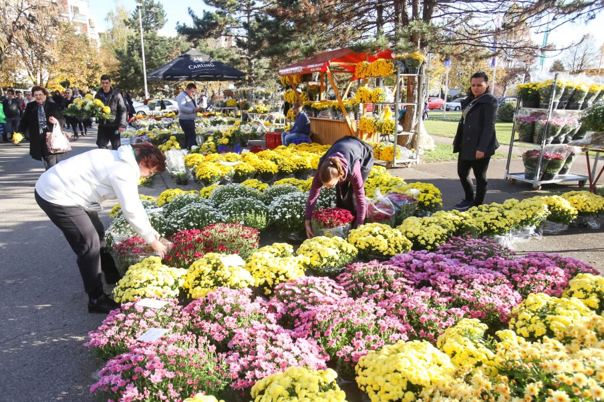 Découvrez la plante automnale qui surpasse les chrysanthèmes
