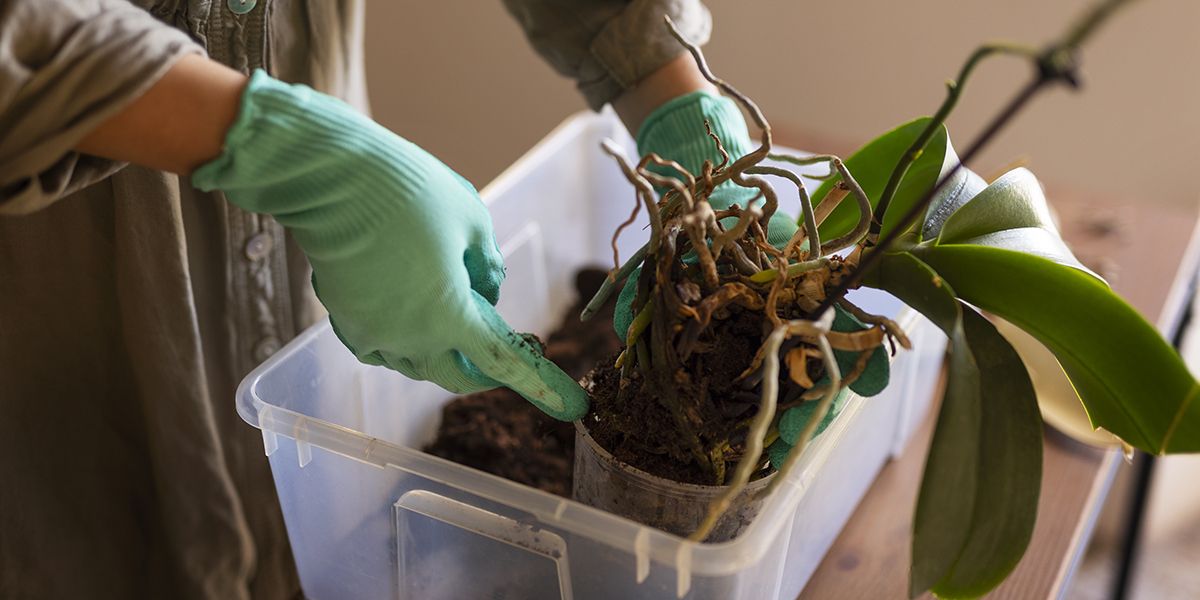 Rempoter une orchidée : guide pratique pour un terreau et un pot idéaux