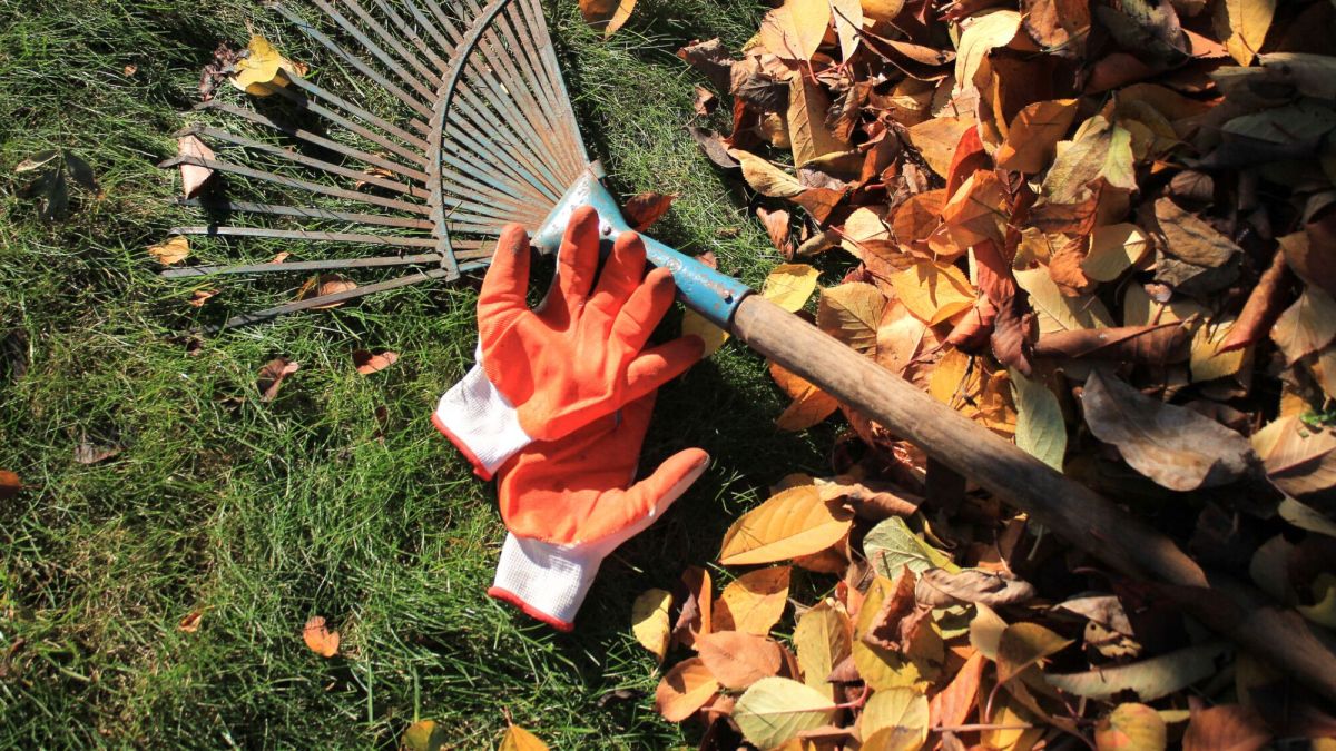Jardinage en automne : les gestes à adopter pour un hiver serein
