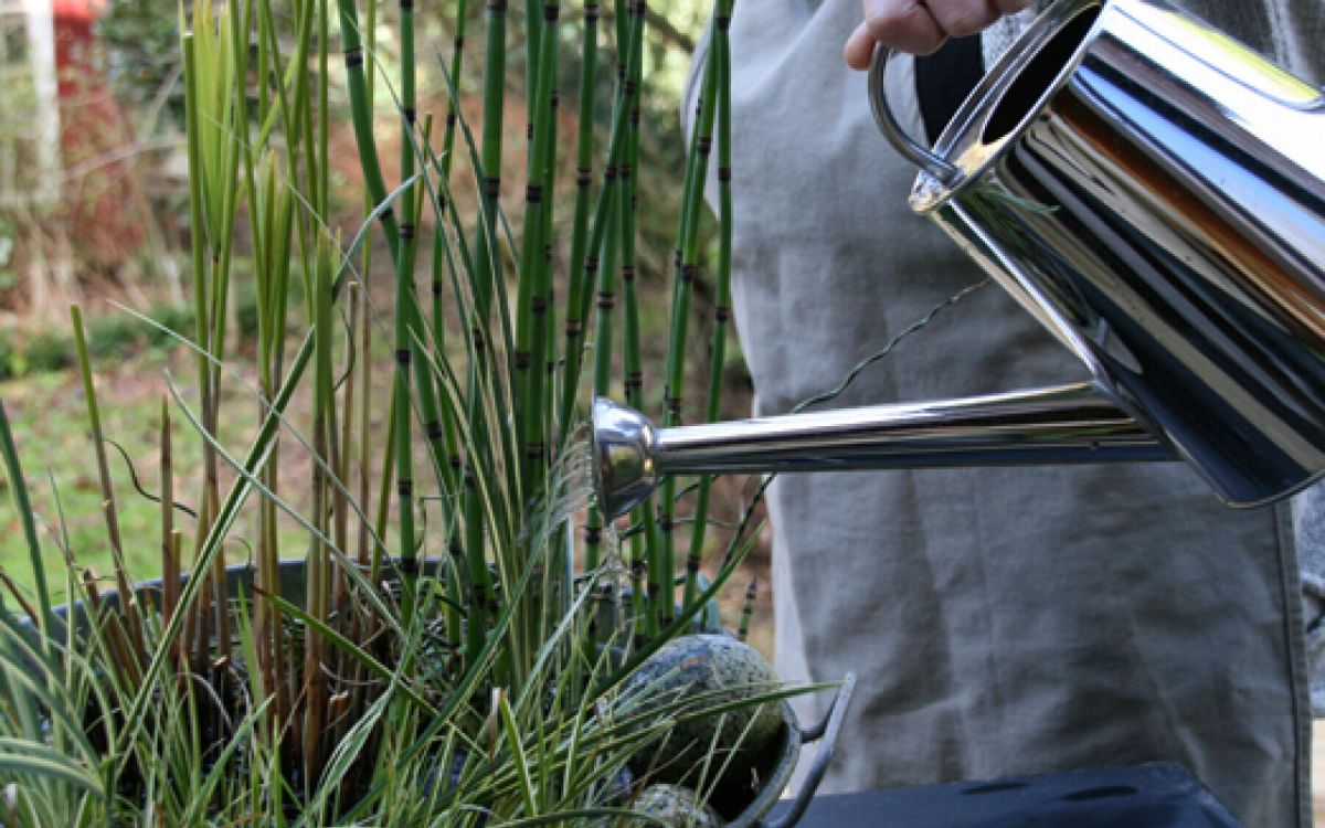 Créez votre propre mini-jardin d'eau