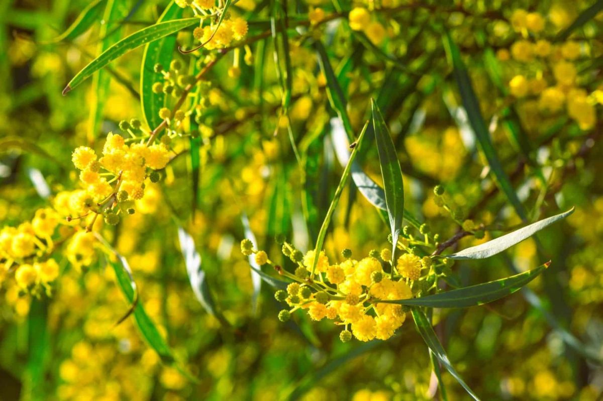 les secrets pour faire fleurir votre mimosa : évitez les erreurs courantes