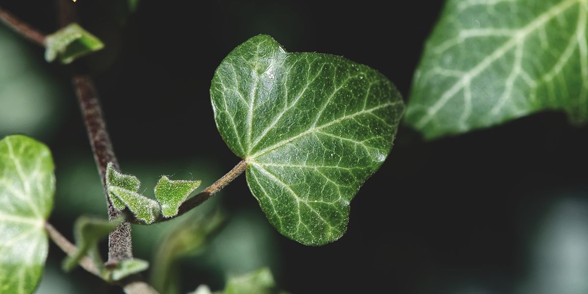 Fabriquer une lessive naturelle au lierre : une solution éco-responsable à portée de main