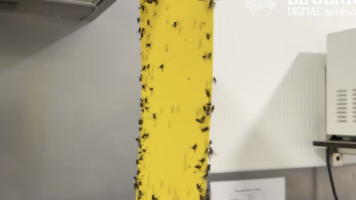 Invasion de mouches à Hostalric : un combat désespéré des commerçants face à la crise