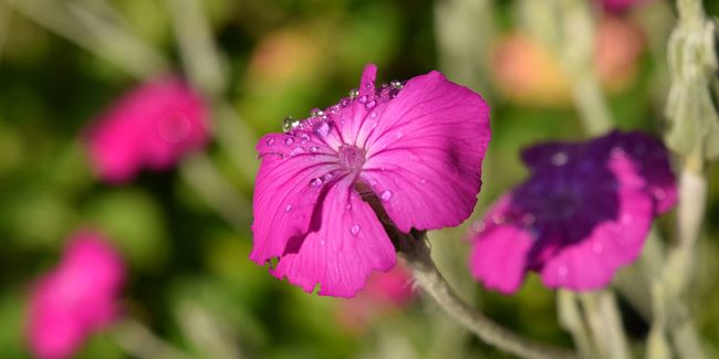 Découvrez la coquelourde des jardins