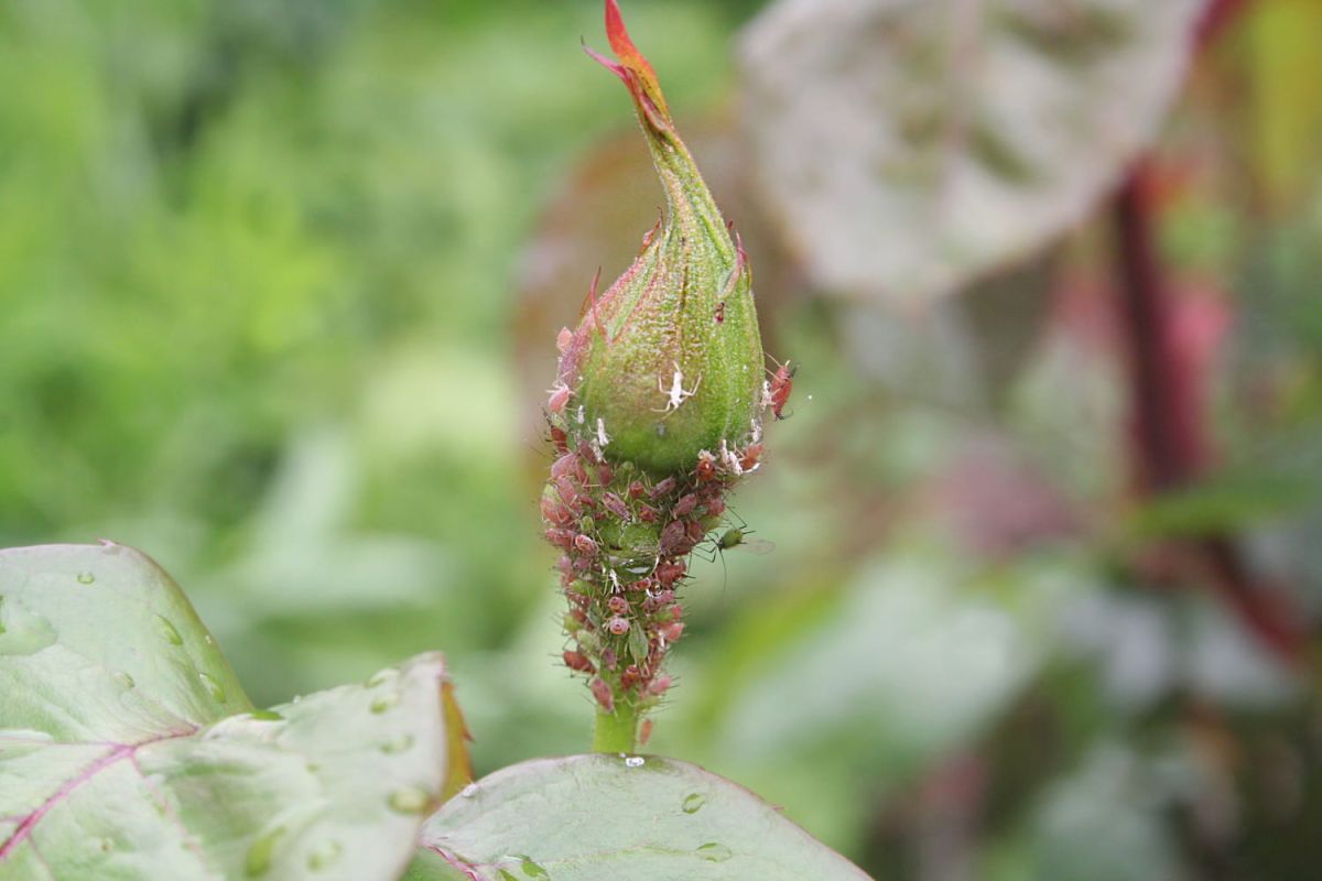 Dites adieu aux pucerons des rosiers avec ces solutions naturelles