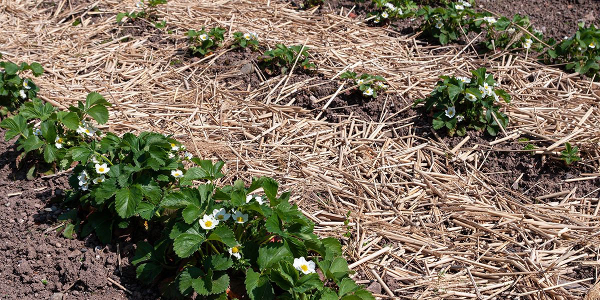 Découvrez les bienfaits du paillage organique pour un jardin florissant