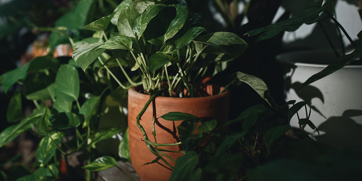 Les plantes d'intérieur idéales pour un bureau à lumière réduite