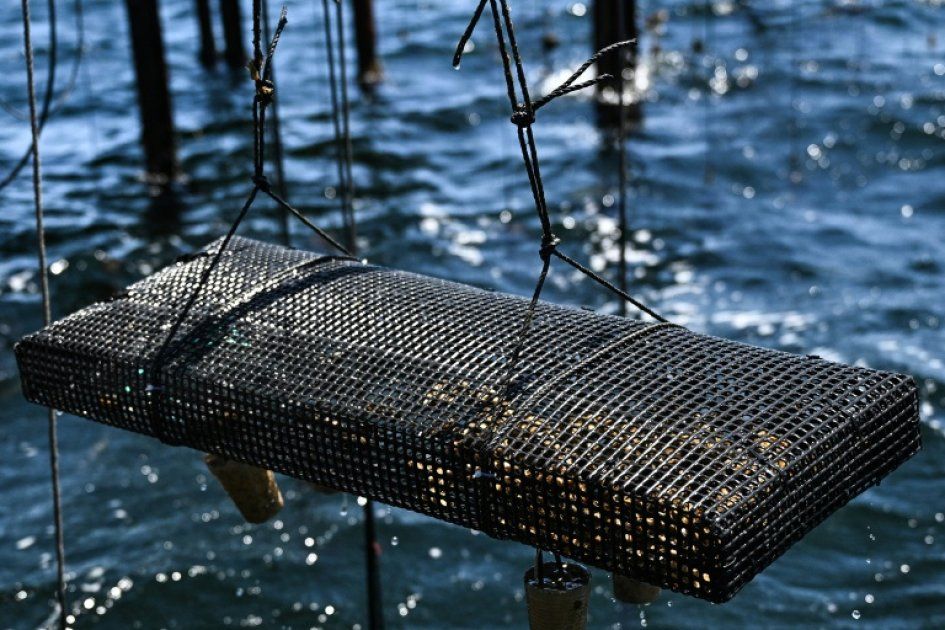Les canicules marines : une menace sourde pour la biodiversité