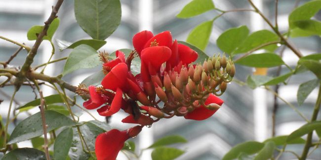 Jardin urbain : quelles plantes résistent à la pollution ?