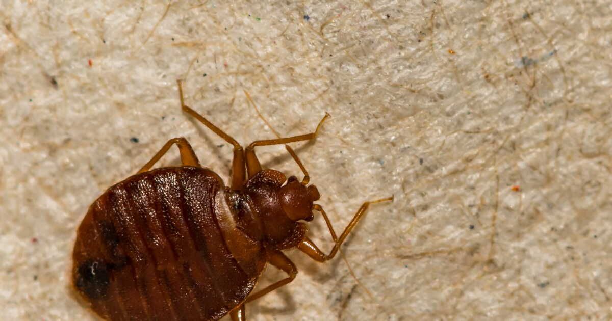 Punaises de lit : peut-on vraiment les transporter sur soi ?