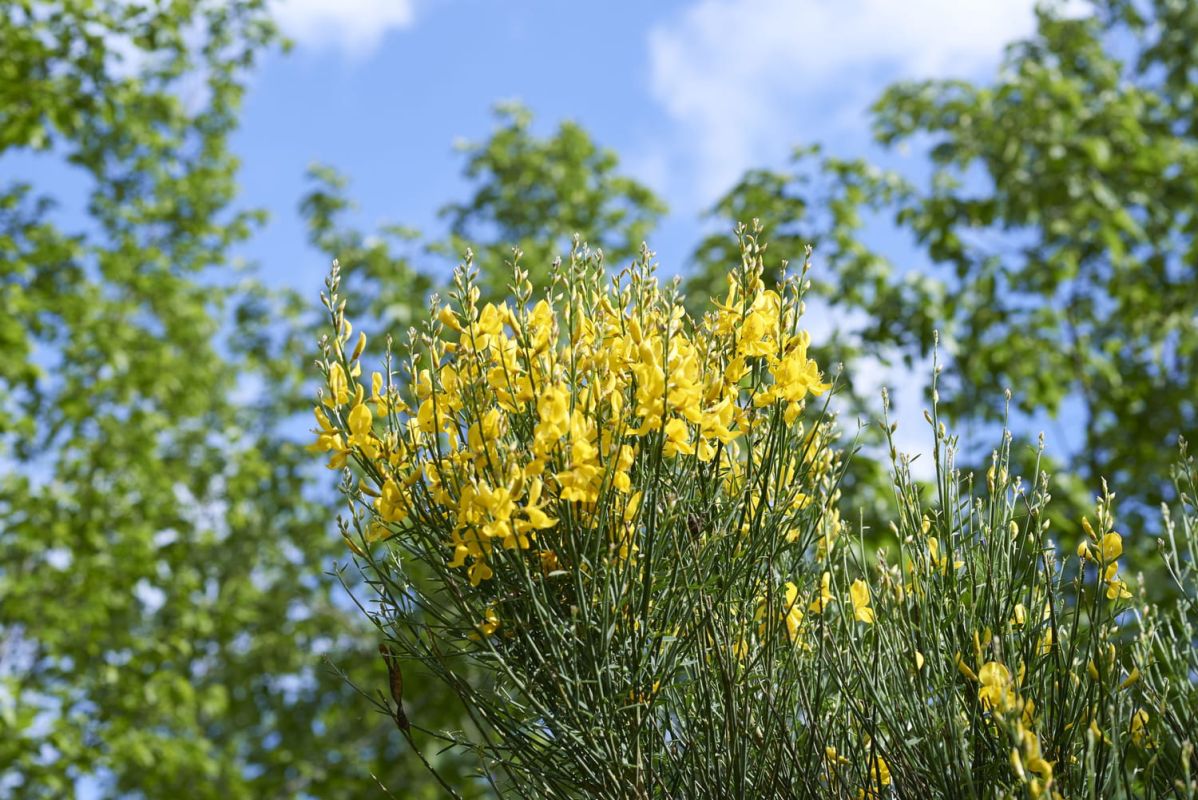 la plante idéale pour votre jardin : entretien facile et floraison éclatante