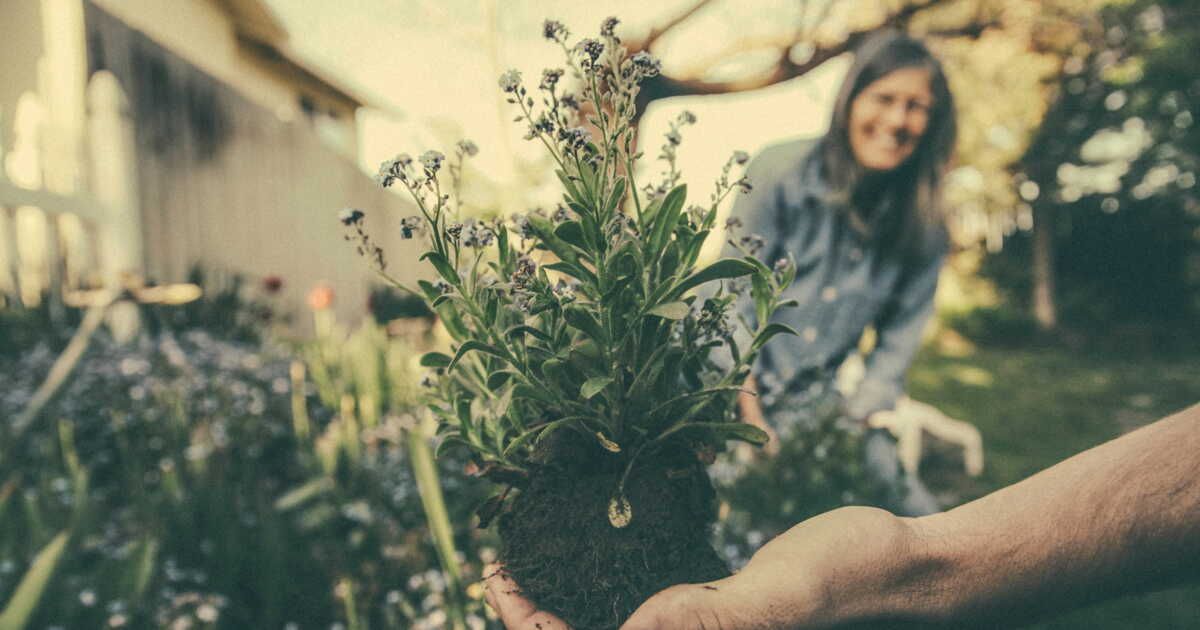 juillet au jardin : 8 légumes et plantes à semer sans tarder