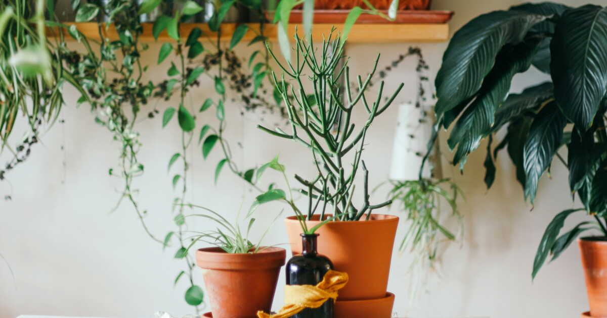 Comprendre les signaux de vos plantes : que faire face aux feuilles abîmées ?
