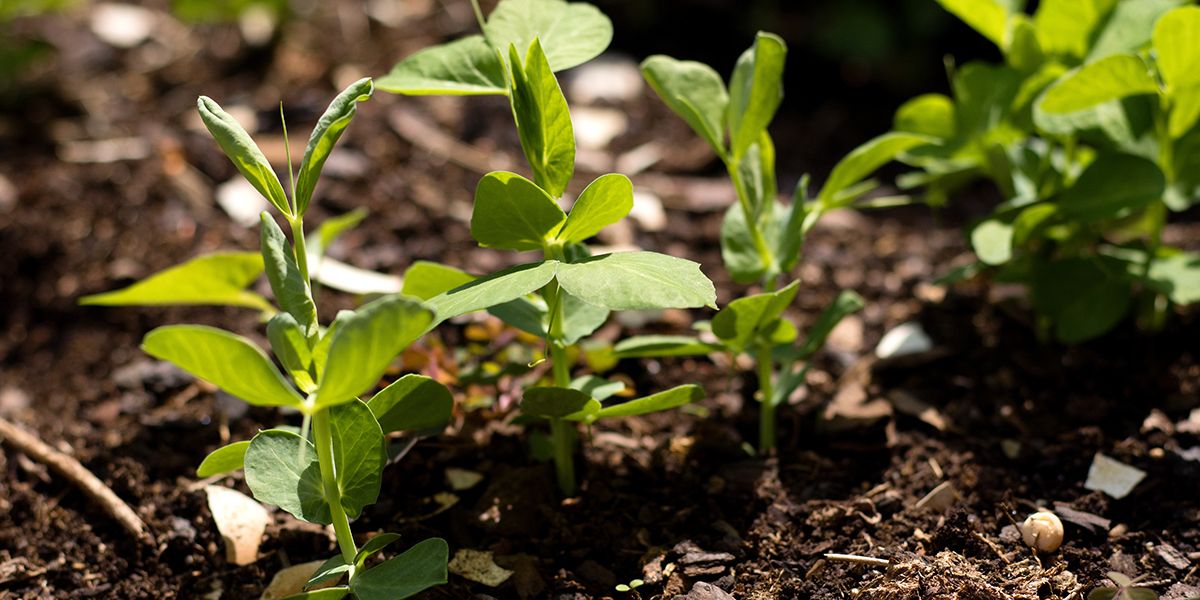 Semer des petits pois : astuces pour une récolte réussie