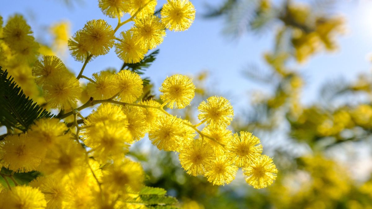 Les secrets du mimosa : plantation et entretien pour un jardin éblouissant