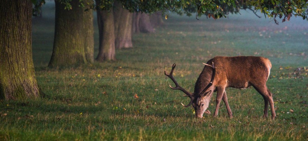 Un chevreuil introuvable s'invite à la fête de fin d'année à Alençon