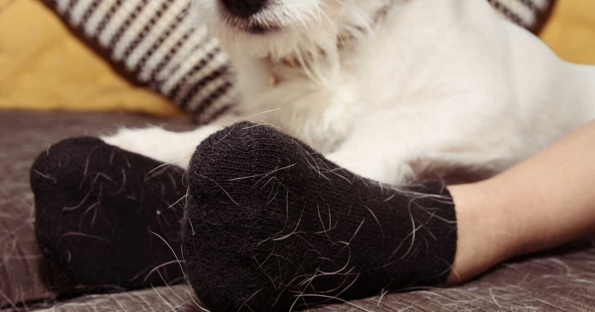 Dites adieu aux poils sur vos vêtements : astuces pratiques à découvrir