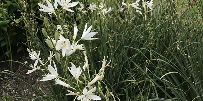 La légèreté et l'élégance de la phalangère à fleurs de lis