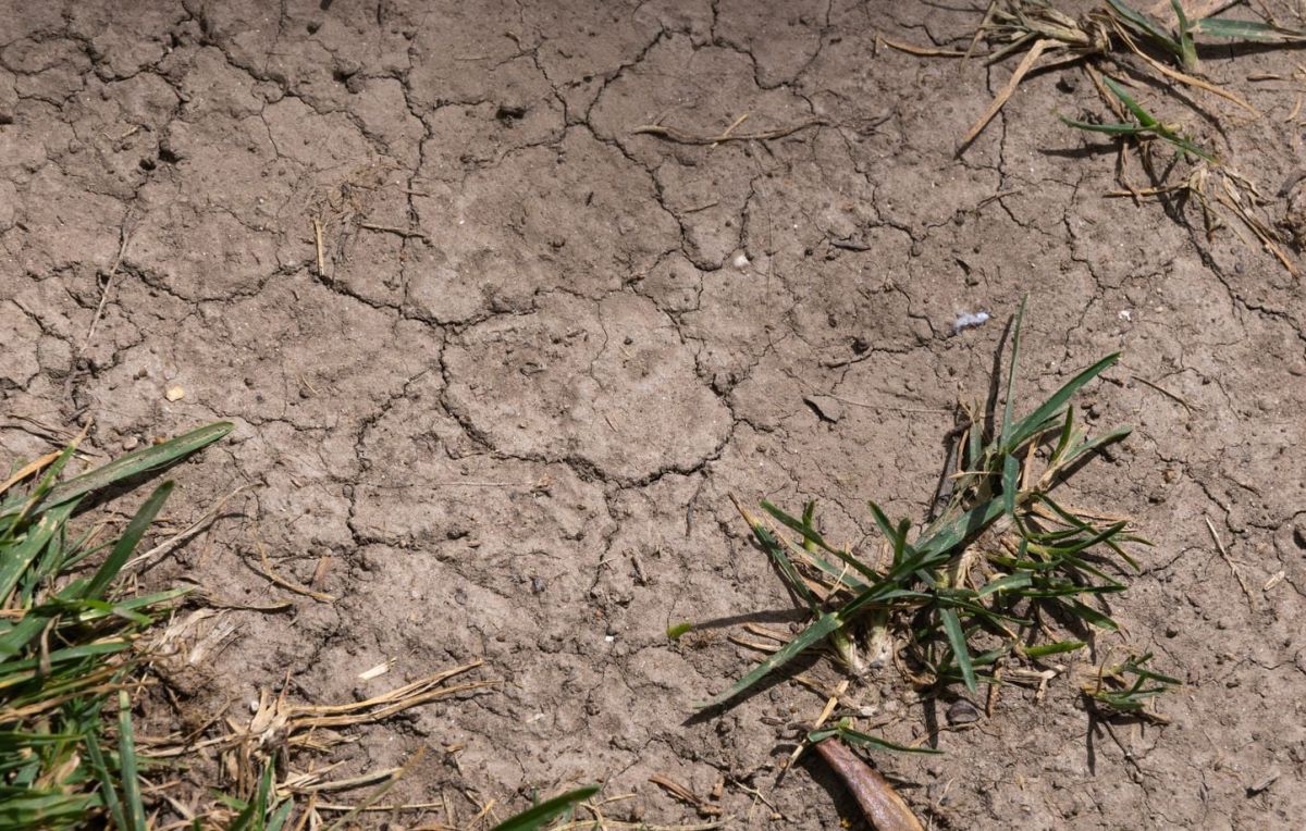 Canicule : jusqu'à quand ces chaleurs écrasantes vont-elles durer ?