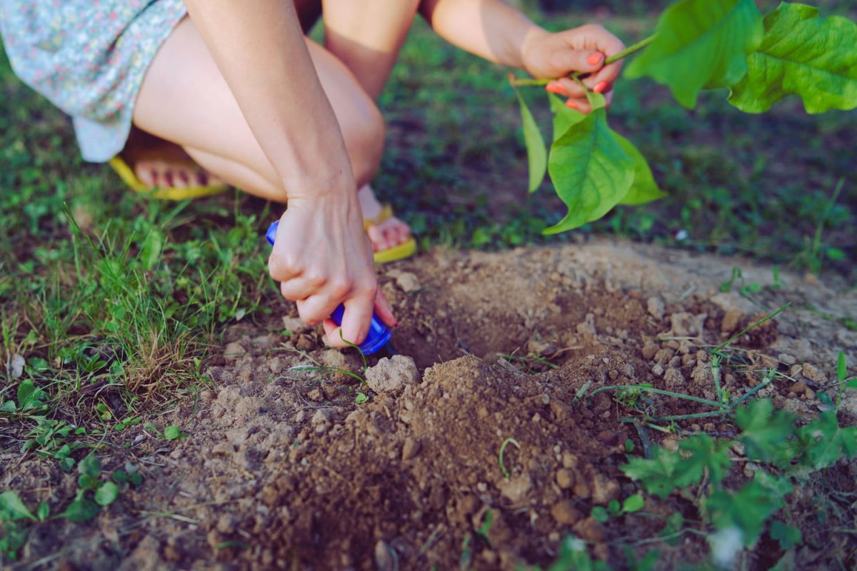 Attention à la plante envahissante : un jardinier met en garde contre sa culture en extérieur