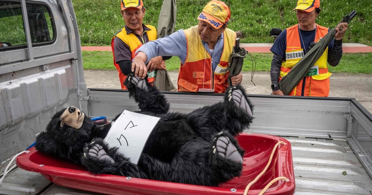 Les ours au Japon : une intrusion inquiétante dans nos villes