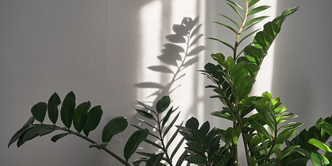 Les plantes d'intérieur idéales pour les espaces sombres