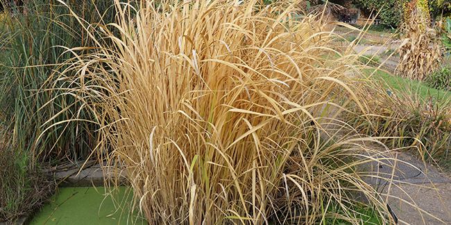 Riz sauvage de Mandchourie (Zizania latifolia), cultivé principalement pour ses tiges