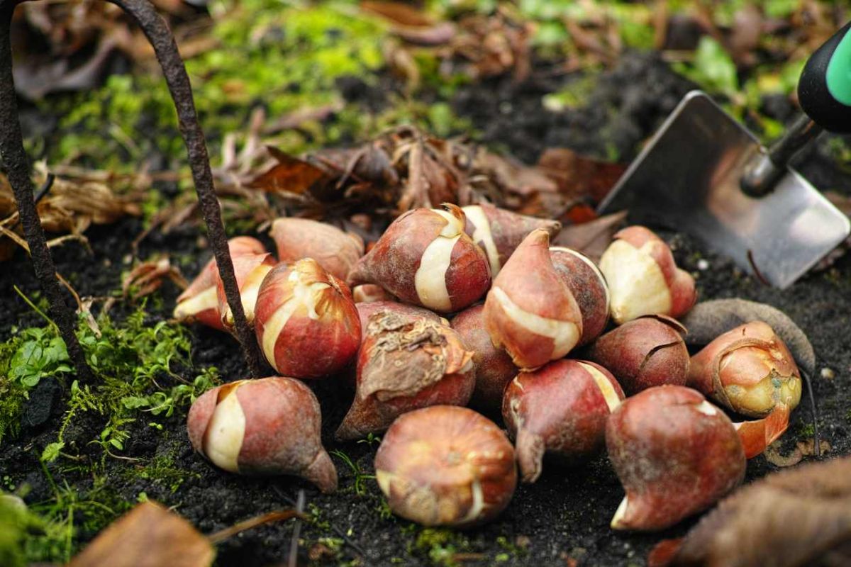 Des astuces infaillibles pour protéger vos bulbes des rongeurs