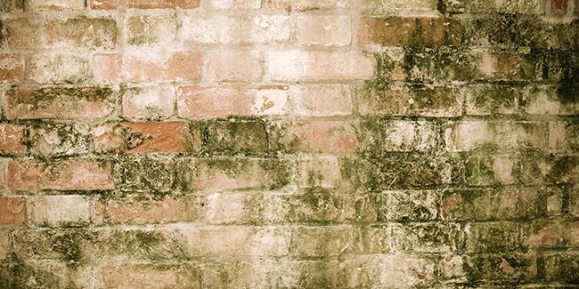 Comment enlever la mousse et le lichen (mur, terrasse et autre) ?