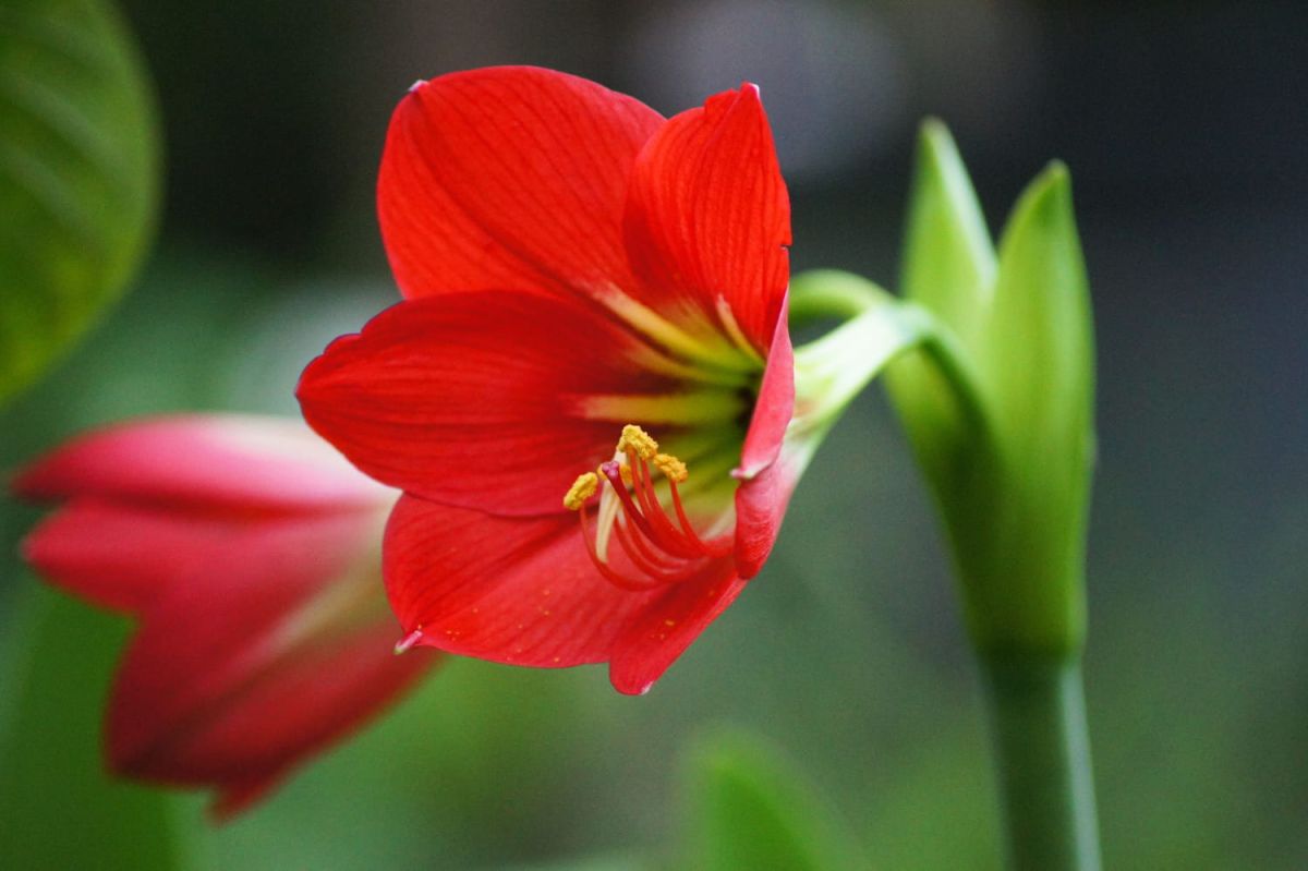 Amaryllis : secrets d'un entretien réussi pour une floraison éclatante