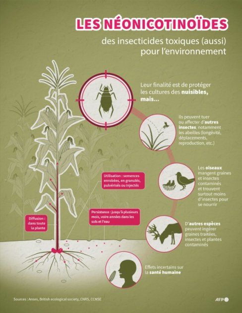 Des traces d'insecticides préoccupants dans Nutella et miel, alerte une ONG