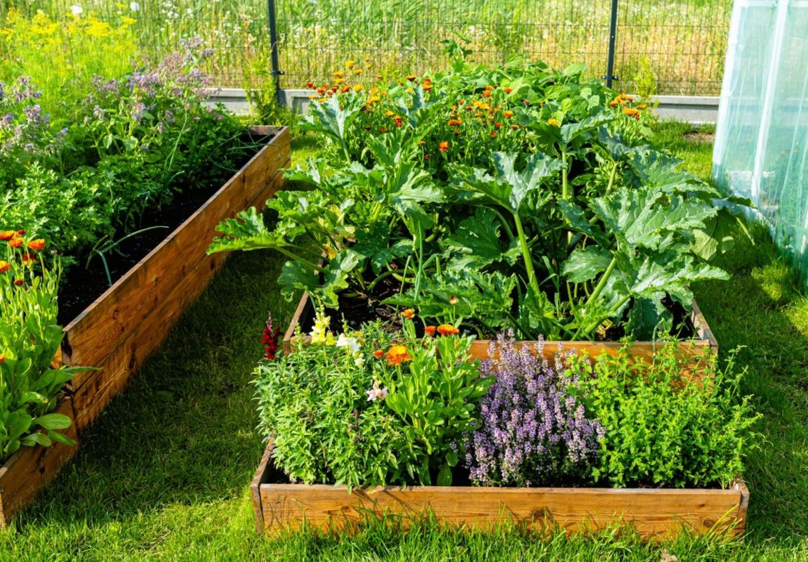 Cultivez un potager écologique avec des plantes complices pour attirer les pollinisateurs