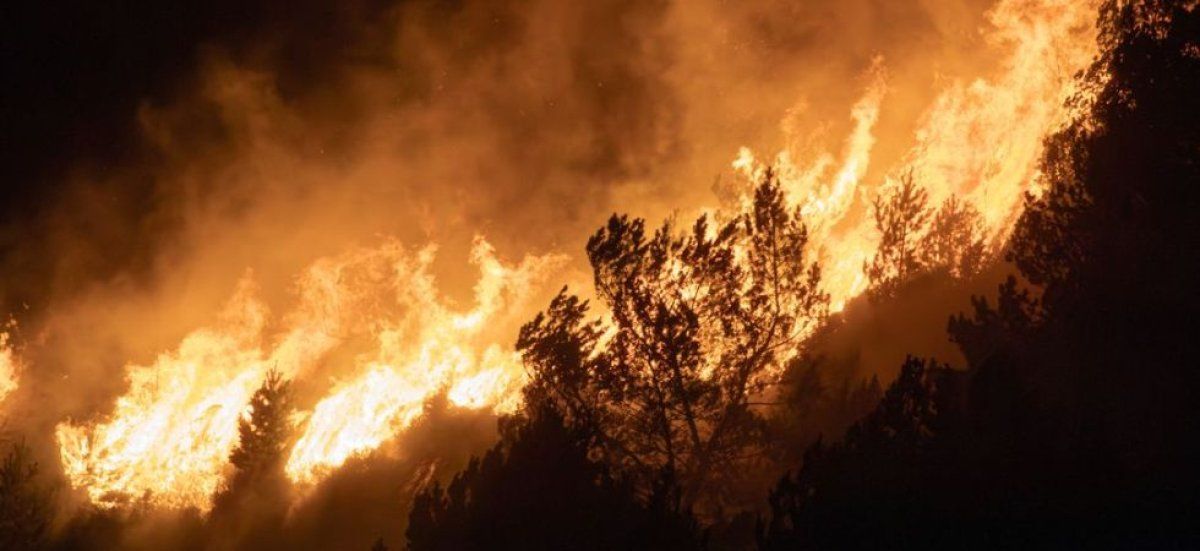 Fontainebleau en flammes : une tragédie environnementale sous le choc