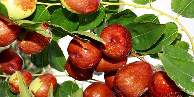 À la découverte du jujubier, cet arbre aux fruits enchanteurs
