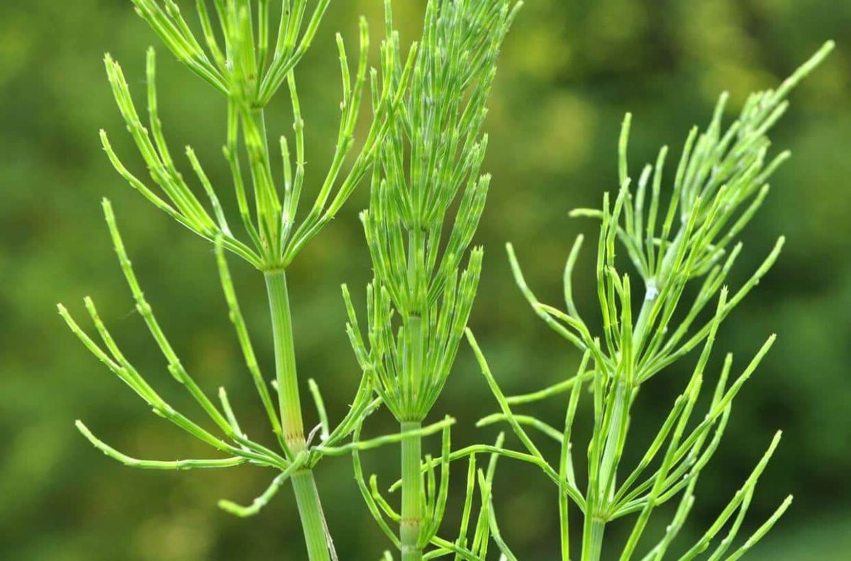 Qu’est-ce que le purin de prêle et comment l’utiliser efficacement au jardin ?