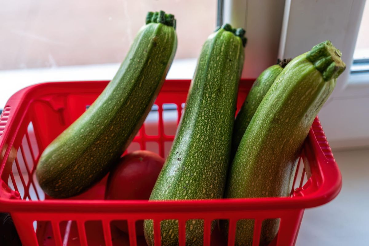 Transformez la conservation de vos courgettes et préservez-les pendant des mois