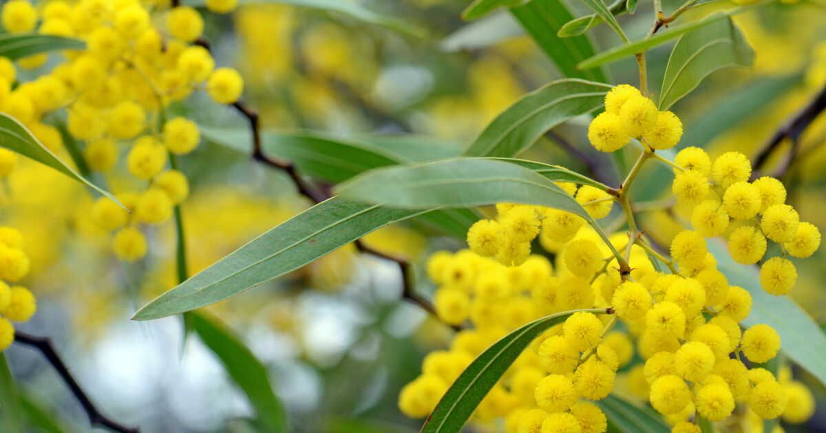 3 astuces simples pour prolonger la vie de votre mimosa