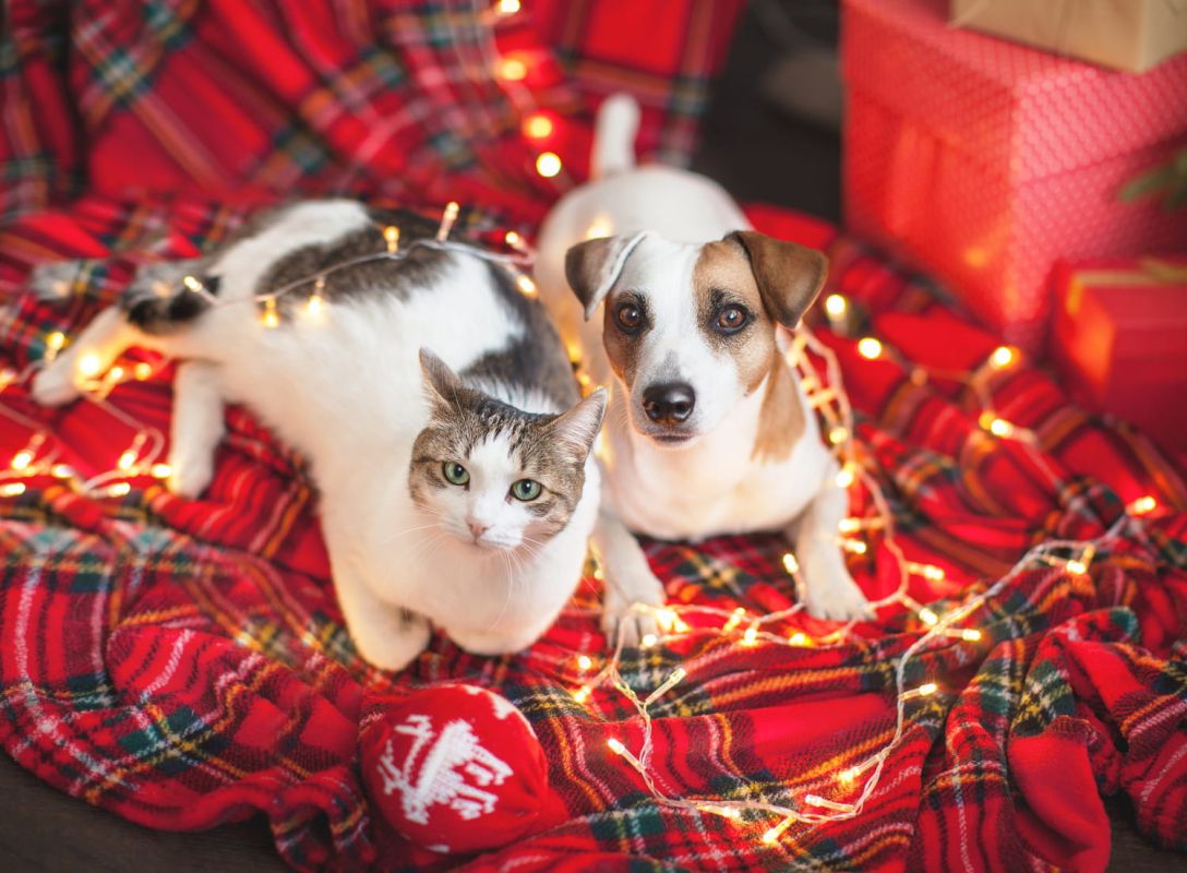 Chiens et chats ont aussi droit à leur calendrier de l'Avent !