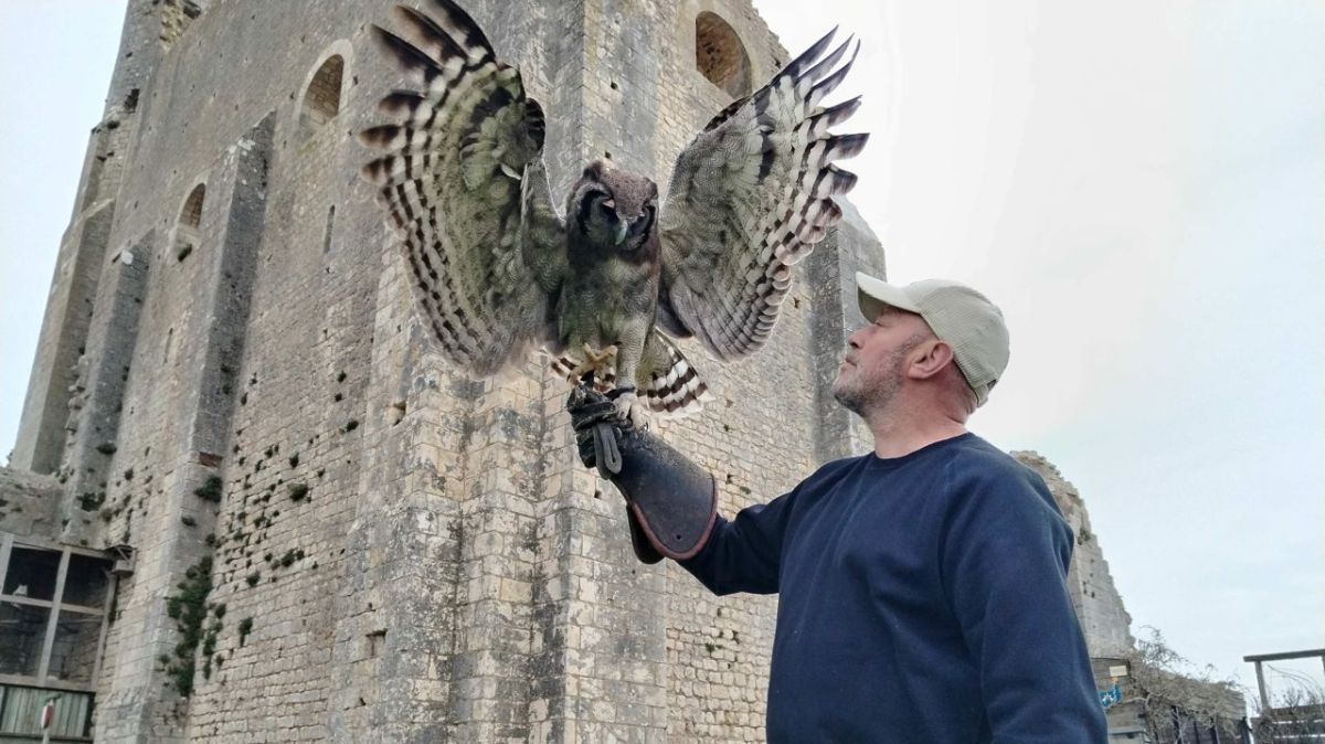 À Chauvigny, Simon Thuriet partage sa passion pour les rapaces et le fauconnerie