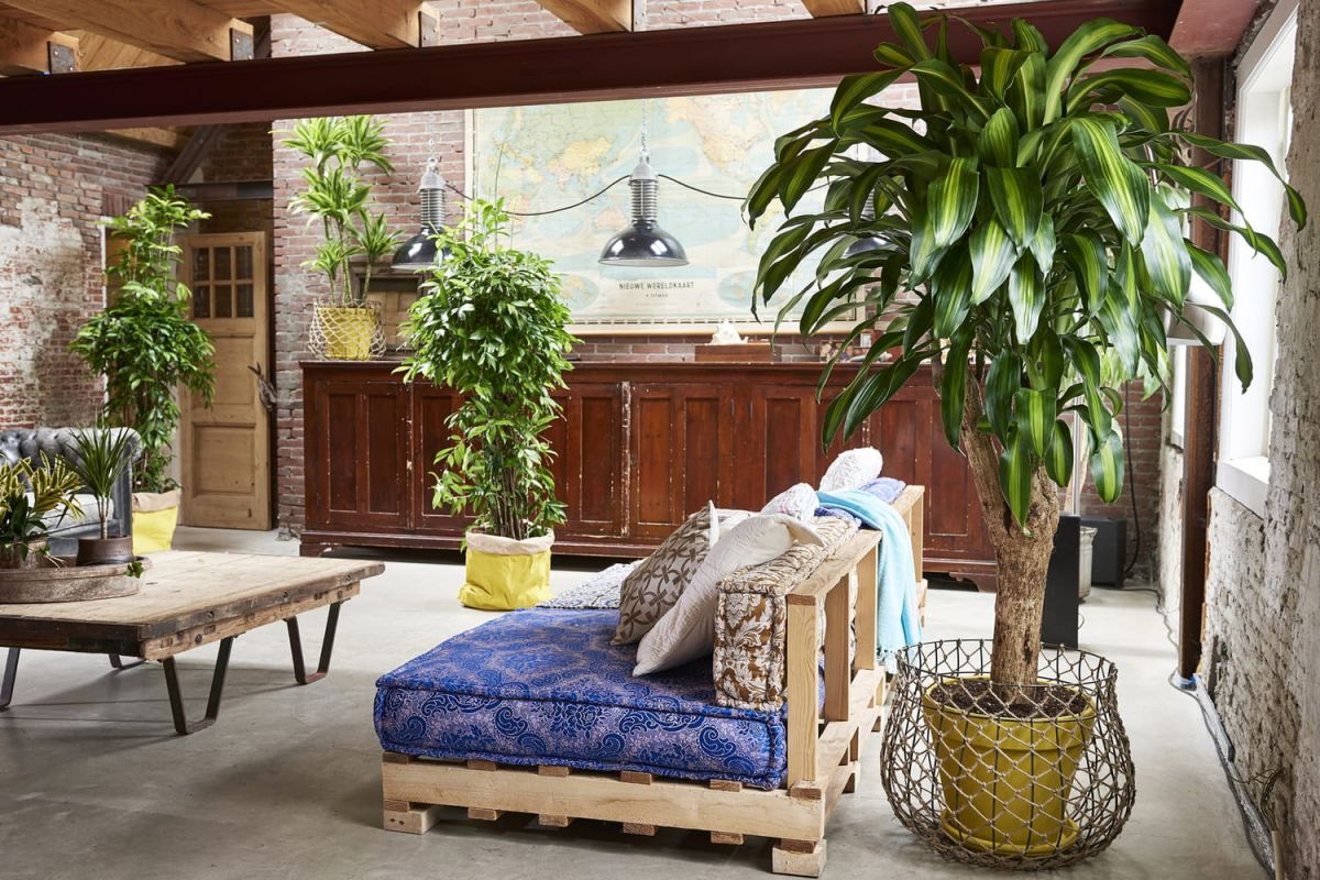 Le dracaena : liste des variétés, entretien, arrosage du dragonnier