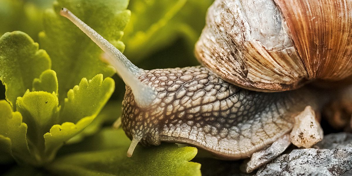 Eradiquez les escargots de votre jardin : guide pratique et astuces efficaces